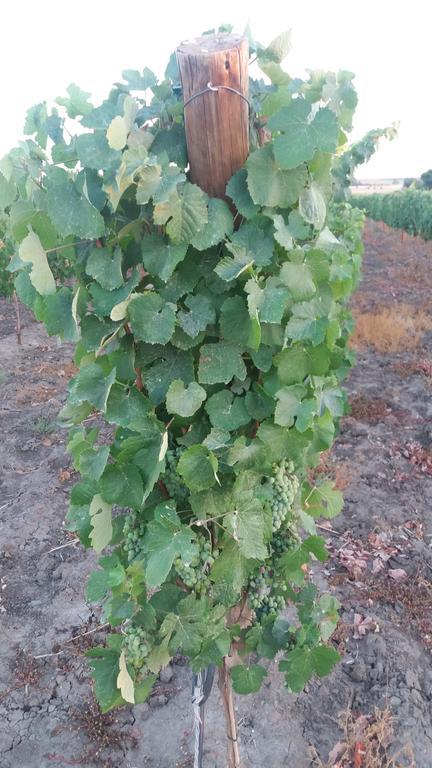 Terras - Agroturismo & Vinhos Beja Zewnętrze zdjęcie