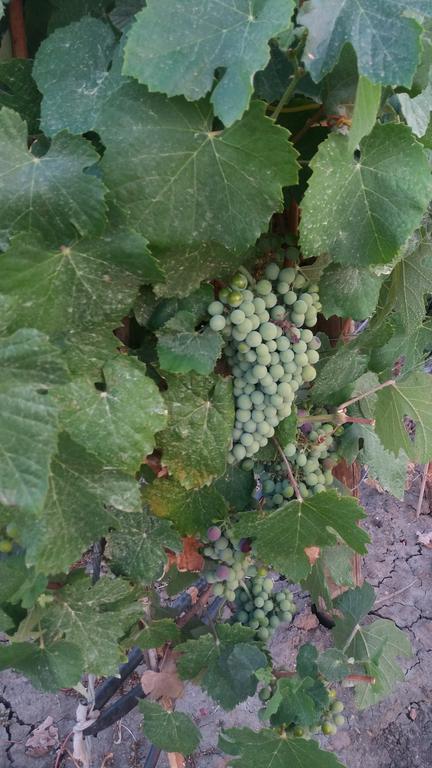 Terras - Agroturismo & Vinhos Beja Zewnętrze zdjęcie